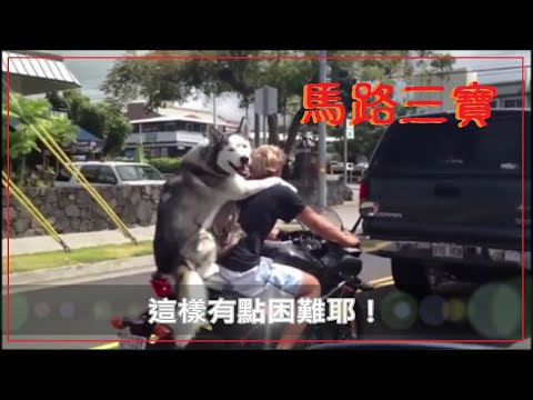 馬路三寶 這回動物當主角了！