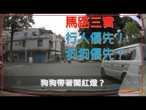 馬路三寶 行人優先 狗狗優先？