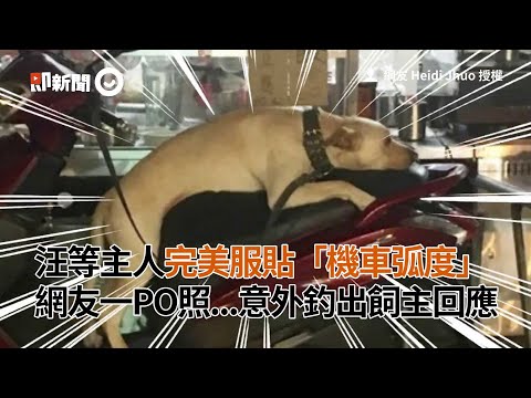 汪等主人完美服貼「機車弧度」　網友一PO照...意外釣出飼主回應
