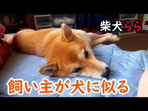 飼い主が犬に似る