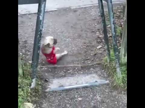 跌個四腳朝天！太呆萌了！