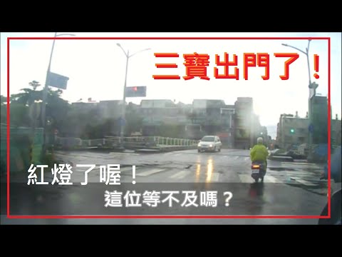 三寶出門了！紅燈了！這位等不及了嗎？