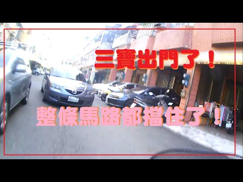 三寶出門了！想要闖紅燈的汽車，把整個馬路被擋住了！