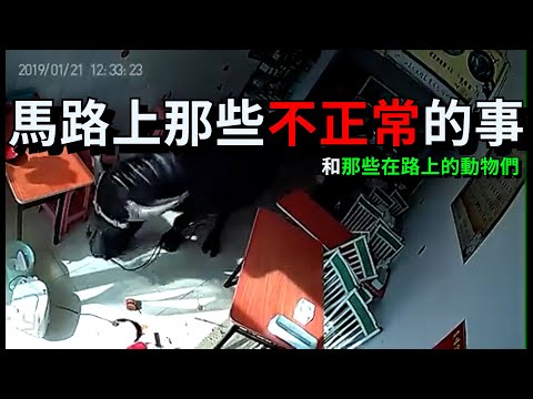 台灣三寶 | 馬路上那些不正常的事 |  | 台灣車禍