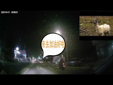 三寶出沒..從路邊衝到內車道