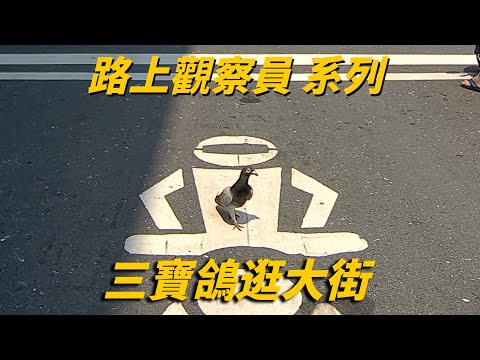 三寶鴿｜視線死角要有防禦駕駛觀念｜路上觀察員｜羅伊不姓羅 BealiveRoy
