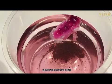 逆齡養生三寶 - 靈芝