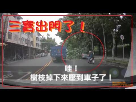 三寶出門了！哇！樹枝掉下來壓到車子了！