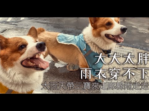 大大太胖雨衣穿不下/大雨天帶三寶來走廊躲雨走走