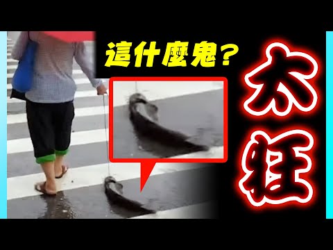 超超超奇葩三寶and寵物！你有沒有頭緒這到底是什麼情況？