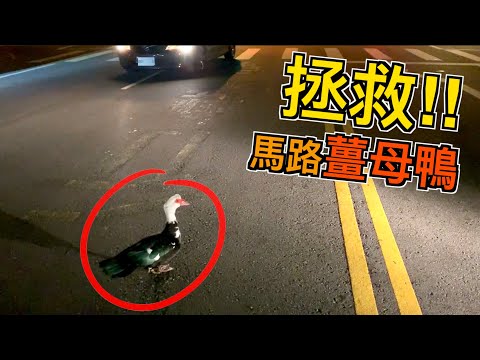 賤葆拯救馬路上的薑母鴨～