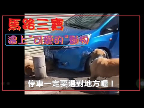 馬路三寶 遇到可愛的動物喔！