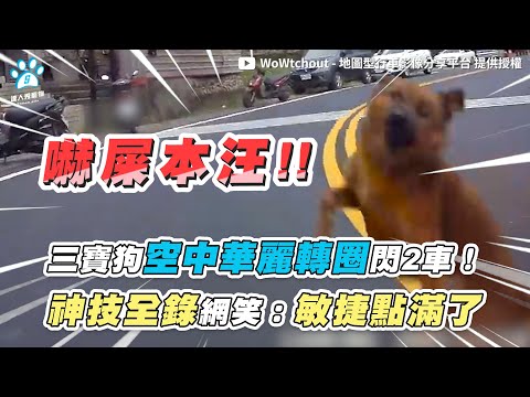 三寶狗空中華麗轉圈閃2車！ 神技全錄網笑：敏捷點滿了｜@WoWtchout - 地圖型行車影像分享平台 網友 / Kaori Tseng / 東陞