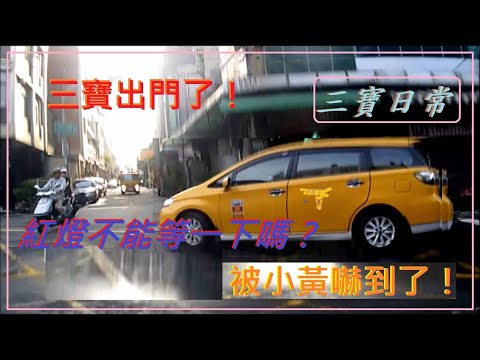 三寶出門了！被小黃嚇到了！