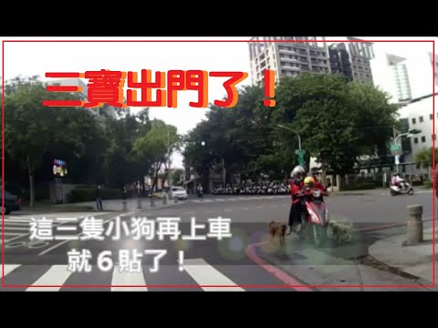 三寶出門了！這三隻小狗再上車就６貼了！
