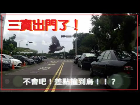 三寶出門了！不會吧！差點撞到鳥了！！！