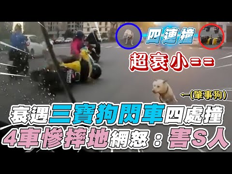 衰遇三寶狗閃車四處撞 4車慘摔地網超怒｜@kangbike