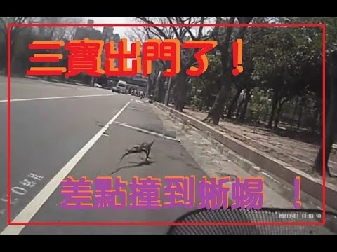 三寶出門了！差點撞到蜥蜴！！