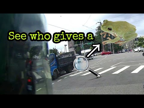三寶青蛙跳車 過馬路  See who gives a