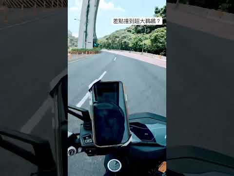 你驕傲的飛遠 我清晰的夏天   