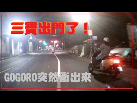 三寶出門了！GOGORO突然衝出來！！！