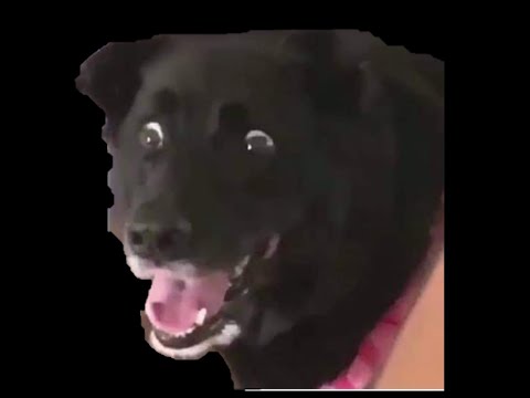 騎車日常-三寶飯奇葩阿...